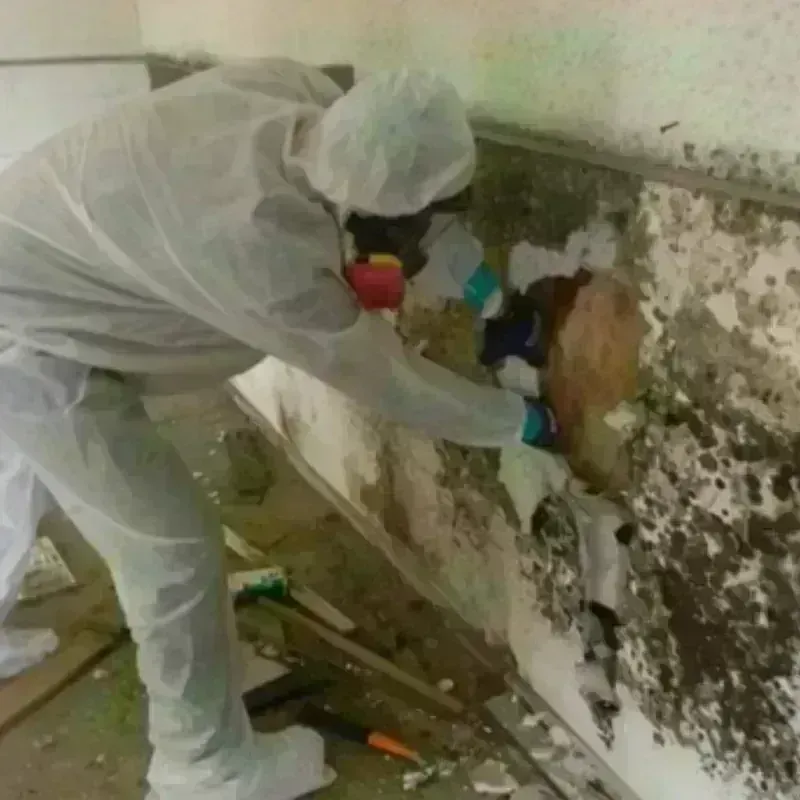 Mold Remediation and Removal in Enfield, CT